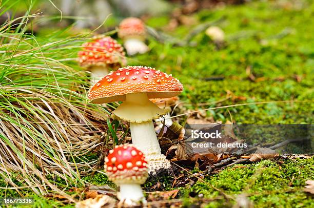 Poleć Gąska Grzyby - zdjęcia stockowe i więcej obrazów Bez ludzi - Bez ludzi, Czerwony, Fotografika