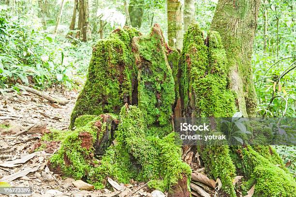 Mossy Ствол В Лесу — стоковые фотографии и другие картинки Без людей - Без людей, Биоразнообразие, Ветвь - часть растения