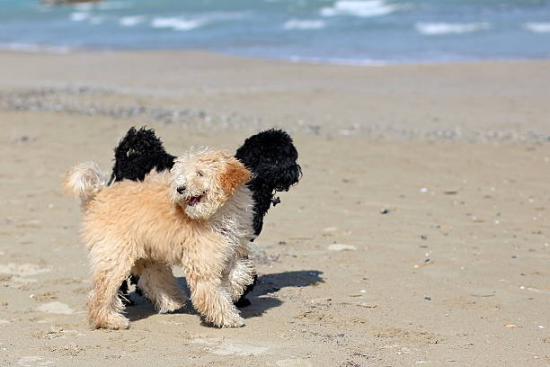 istock Dogs on the beach 186773454