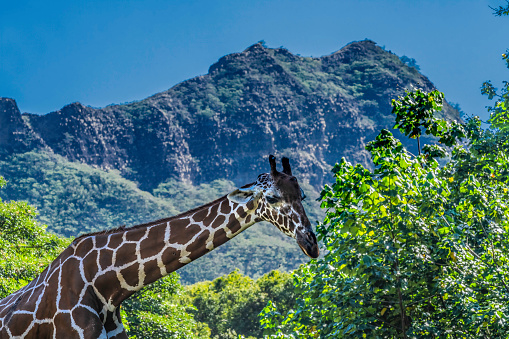 The selective focus of a Giraffe at Bannerghatta National Park, Bengaluru, Karnataka, India.