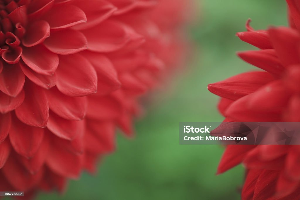 red flowers - Royalty-free Canteiro de flores Foto de stock