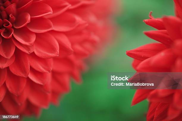 Red Flowers - Fotografias de stock e mais imagens de Canteiro de flores - Canteiro de flores, Claro, Cor Viva