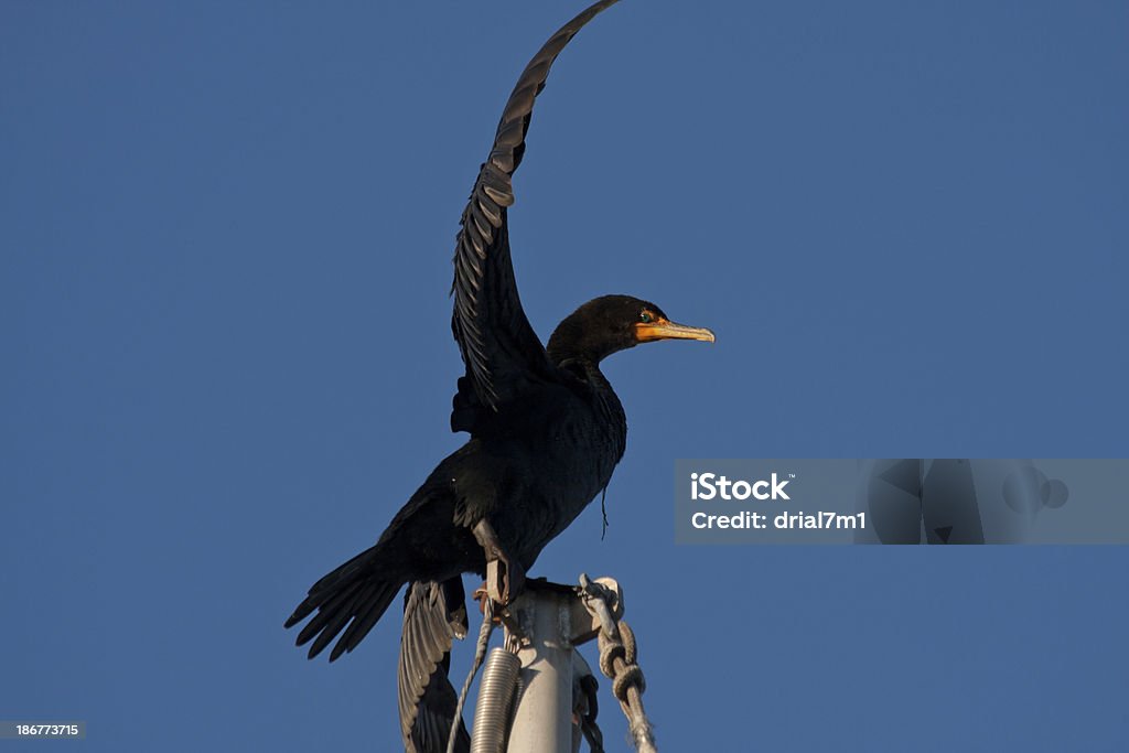 Bird Flapping Wings This image shows a black seabird sitting on top of a boat mast, flapping its wings, about to fly, against a bright blue sky. Animal Stock Photo