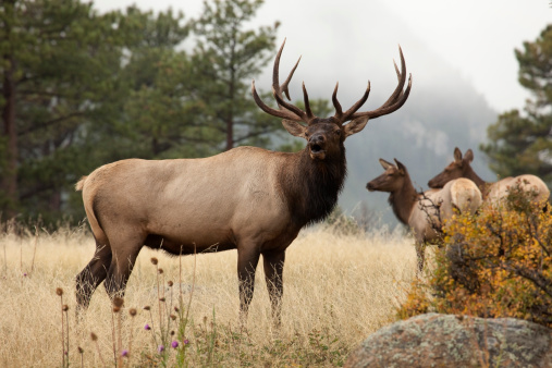 With fall colors and foggy mountains, a large bull elk bugles in response to a competing male across the valley in September in Horseshoe Park, part of Rocky Mountain National Park, Colorado. Two female elk stand close by in the background.