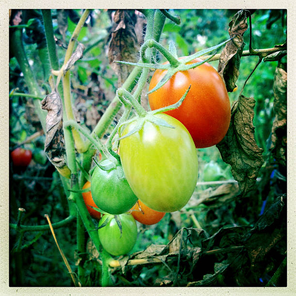 jesień pomidory - tomato vegetable garden mobilestock autumn zdjęcia i obrazy z banku zdjęć