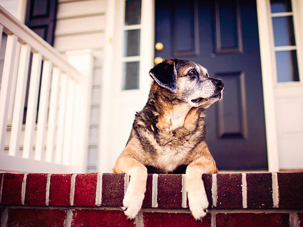 senior chien attend sur le perron - front stoop photos et images de collection