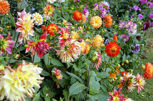istock Colorful dahlias 186774618