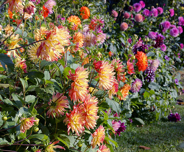 istock Colorful dahlias 186774628
