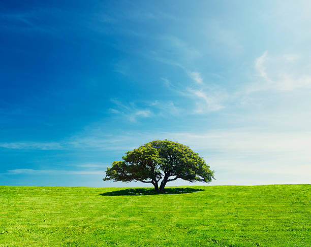 Lonely tree stands on a green field. The sun is shining and the sky is blue.