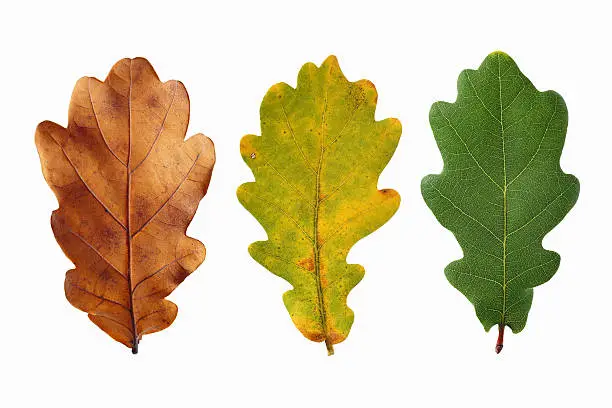 Photo of Three oak leaves on white background