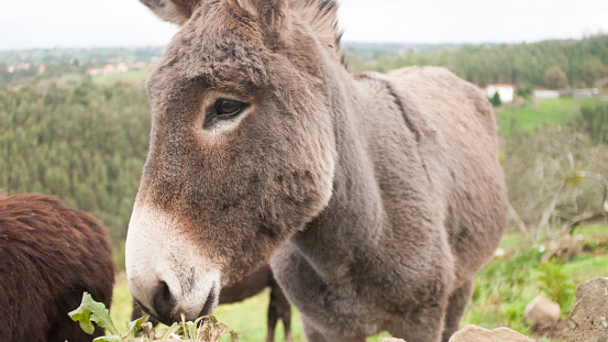 A Jewish/Israeli man leading a donkey wearing traditional Middle Eastern clothing.  Could easily be used as part of the Christmas Bible story; Joseph and Mary traveling to Egypt with a donkey.