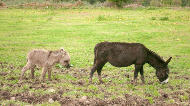 mały osioł i duży osioł pasący się - donkey mule large grazing zdjęcia i obrazy z banku zdjęć