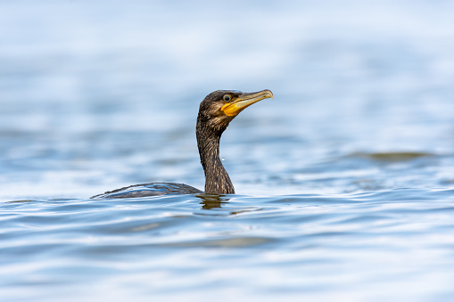 The great cormorant (Phalacrocorax carbo, black shag , kawau, great black cormorant, great cormorant) - a great black shorebird