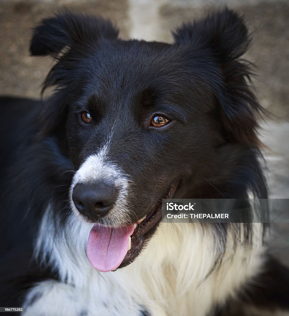 collie di confine - Foto stock royalty-free di Animale