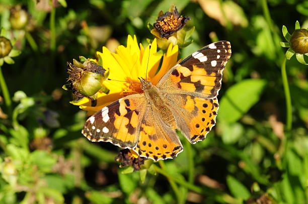 istock Painted Lady butterfly, U.K. 186775306