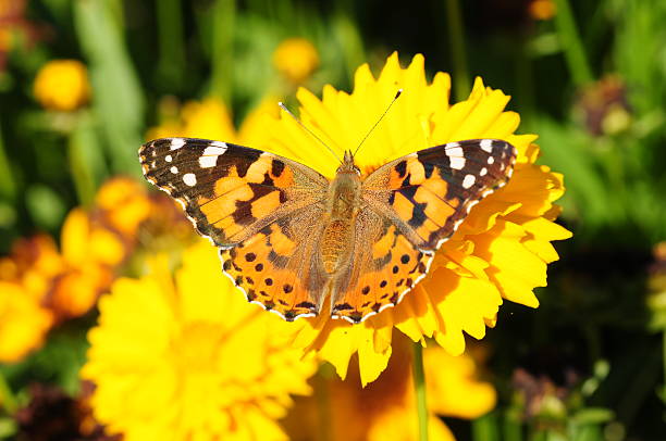 istock Painted Lady butterfly, U.K. 186775323
