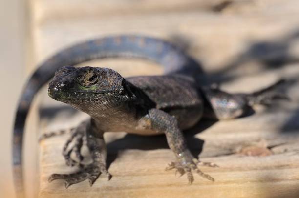 istock An immature Slender Tree Lizard on a large tree trunk in rural Chile 1867753494