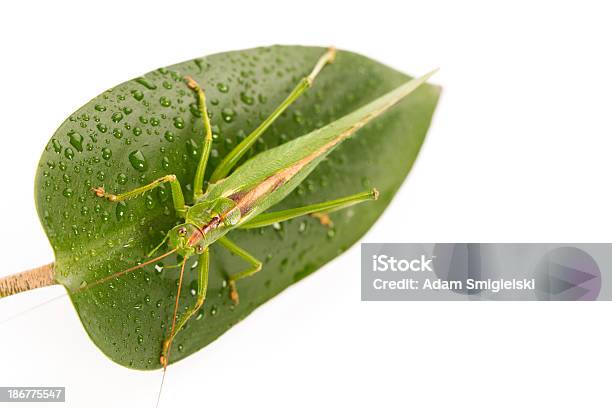 Gafanhotos - Fotografias de stock e mais imagens de Abdómen - Abdómen, Abdómen Animal, Animal