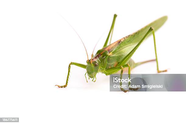 Heuschrecke Stockfoto und mehr Bilder von Grashüpfer - Grashüpfer, Weißer Hintergrund, Bauch