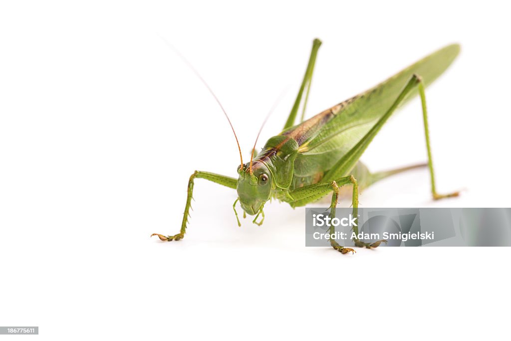 grasshopper - Foto de stock de Fundo Branco royalty-free