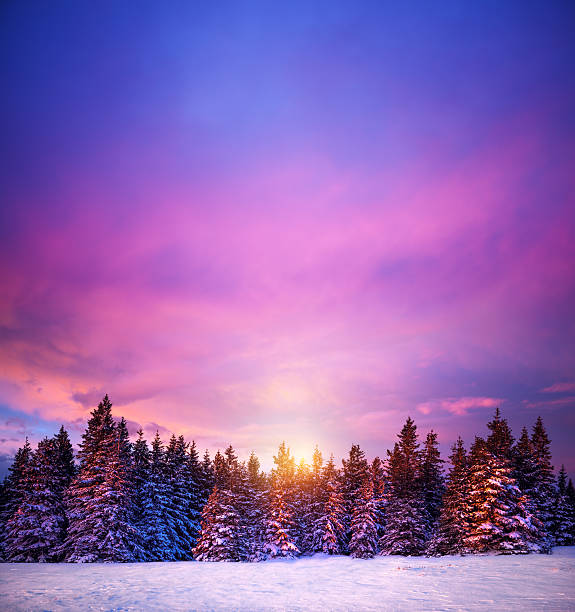 冬季の夕暮れ - tranquil scene tree sunset snow ストックフォトと画像