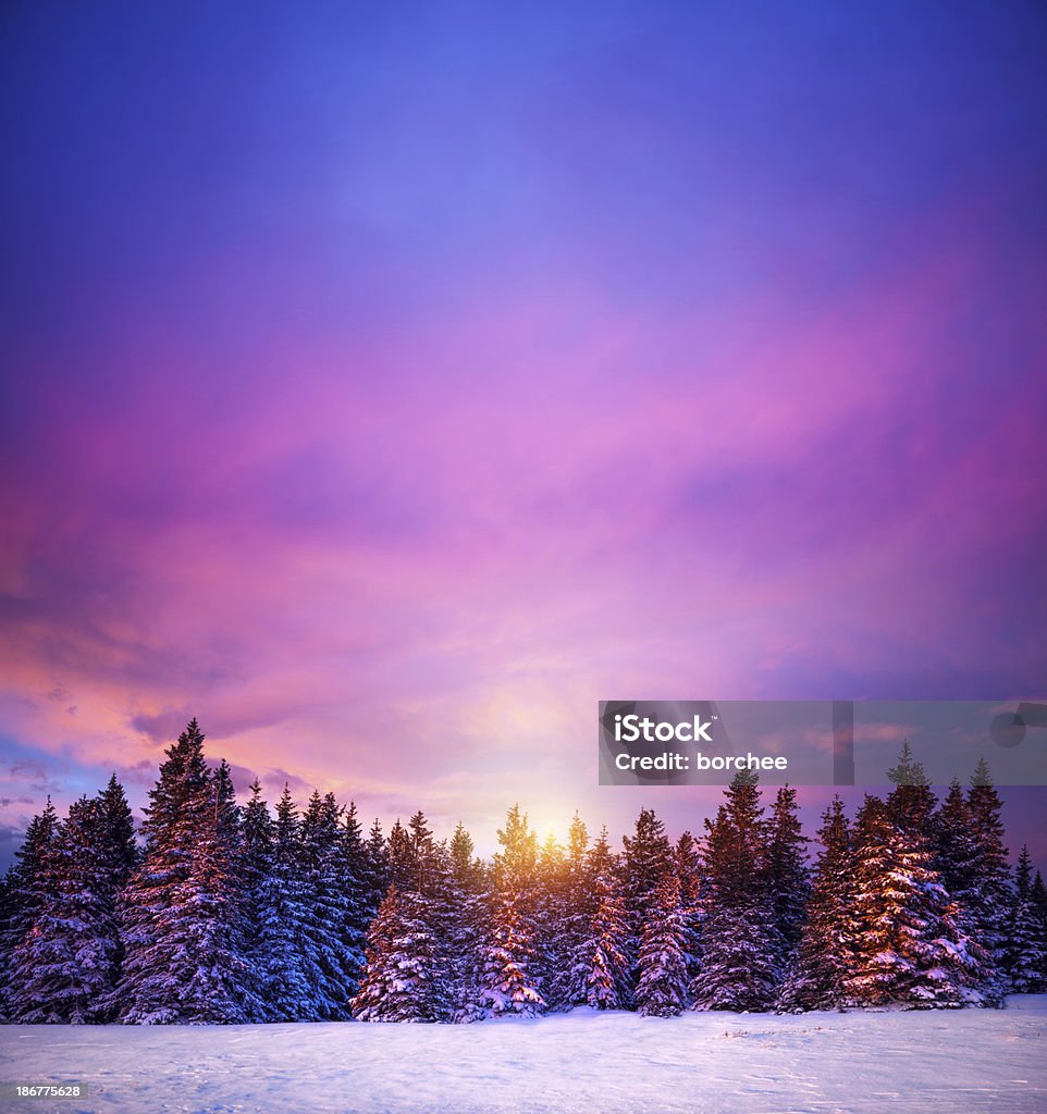 Winter Sunset Sunset in a winter forest. Winter Stock Photo