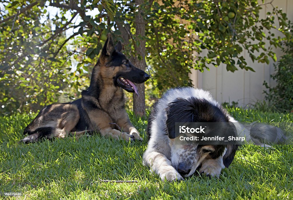 Две собаки за пределами на траве - Стоковые фото Австралийская овчарка роялти-фри