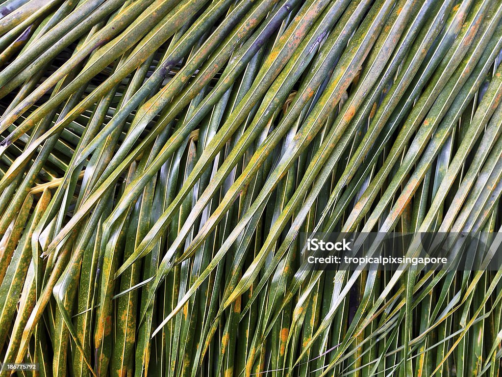 Singapore, coconut Fronda. - Foto stock royalty-free di Albero