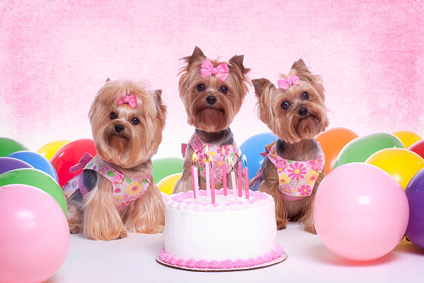 istock Yorkshire Terrier Dog Party 186775923
