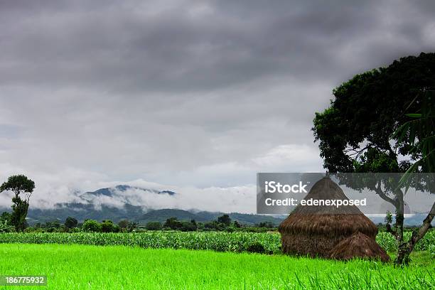 Rural Farmland In Thailand Stock Photo - Download Image Now - Agriculture, Asia, Chiang Mai Province