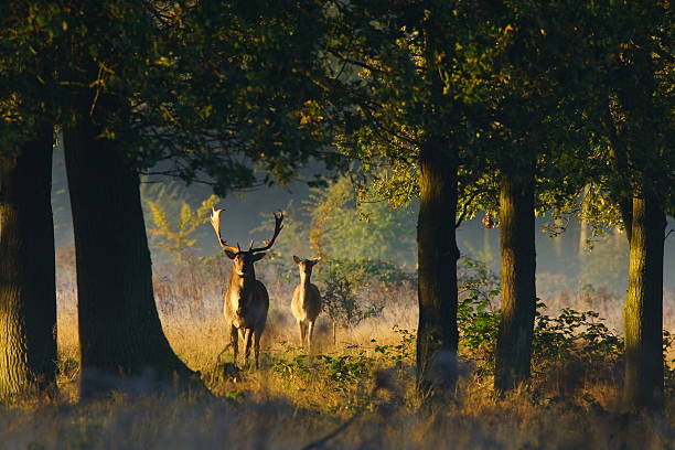 Famliy deer in forest Beautiful nature and romance in forest fallow deer photos stock pictures, royalty-free photos & images