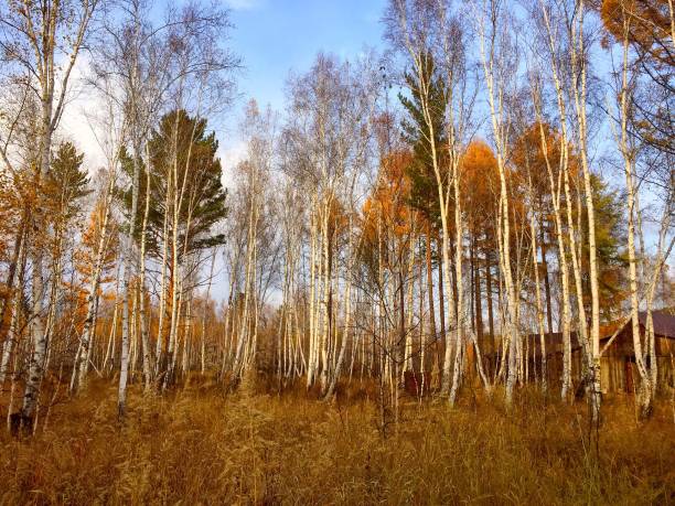 Autumn birch forest with yellow leaves and blue sky background.
