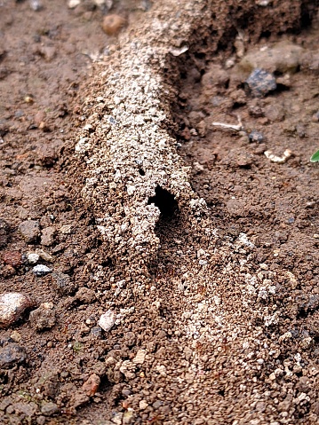 This is a photo of an ant and its house located on the ground