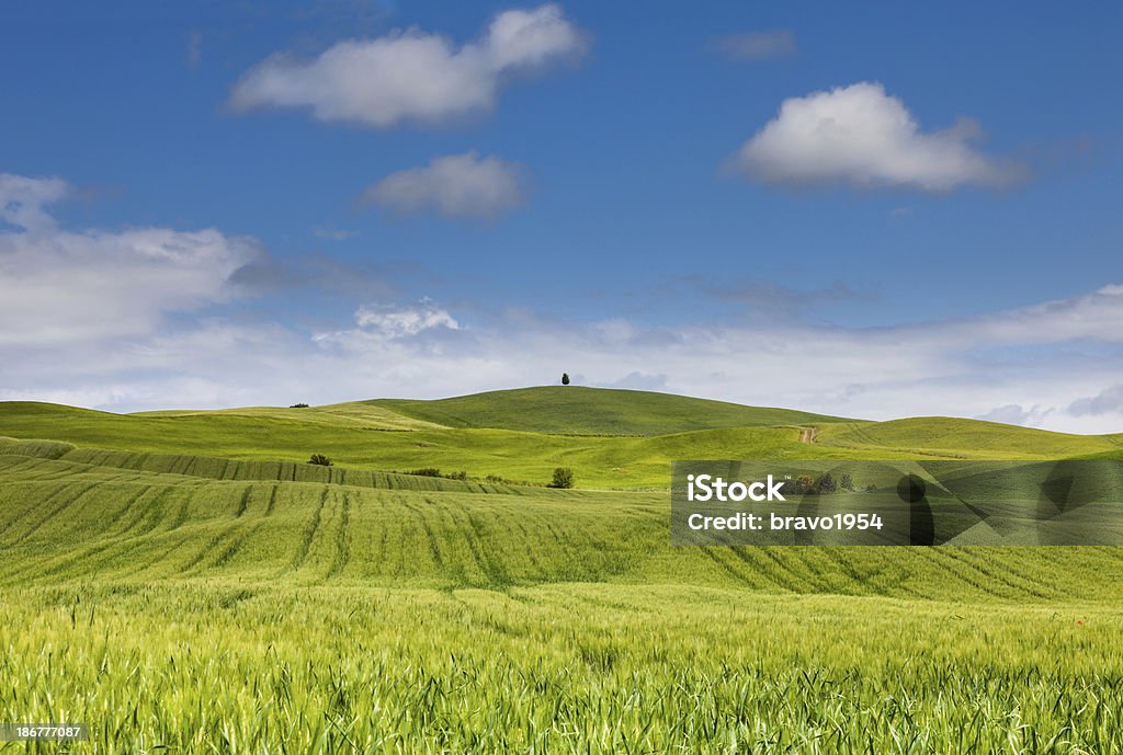 Toscana - Foto de stock de Agricultura royalty-free