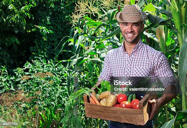 Farmer Picking Vegetables Stock Photo - Download Image Now - Adult, Adults Only, Agricultural Field