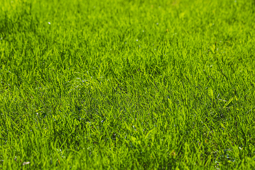 Young green grass of the untrimmed lawn. Natural background. Photo in perspective with selective focus