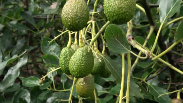 video of avocado crop moving in the windy environment