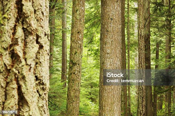 Forest Stock Photo - Download Image Now - Beauty In Nature, Botany, Bright