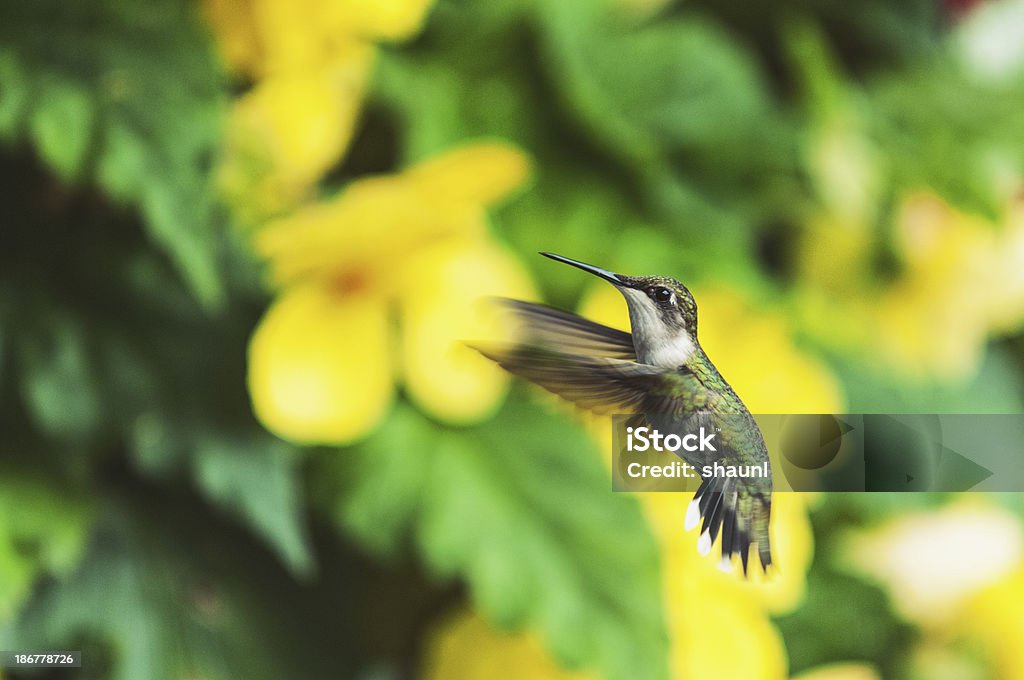Hummingbird no ar - Foto de stock de Amarelo royalty-free