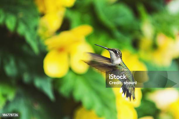 Foto de Hummingbird No Ar e mais fotos de stock de Amarelo - Amarelo, Beija-flor, Flor