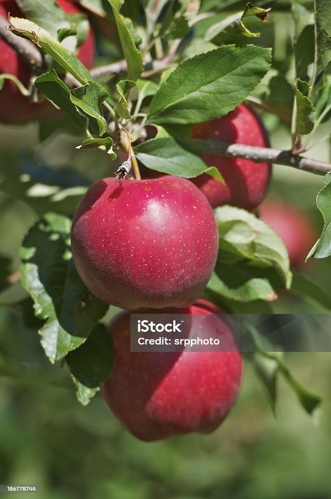 Apple orchard - Lizenzfrei Agrarbetrieb Stock-Foto