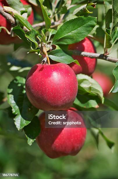 Meleto - Fotografie stock e altre immagini di Agricoltura - Agricoltura, Agricoltura biologica, Albero