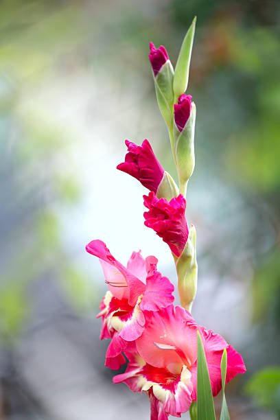 gladiolus macro
