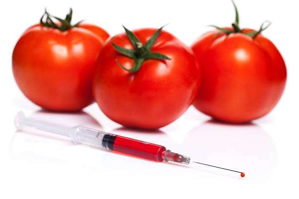 gmo de tomate - tomato genetic modification biotechnology green fotografías e imágenes de stock