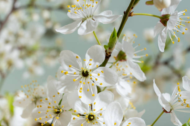 istock Beautiful spring flowers bloom on greeen background. 1867794366