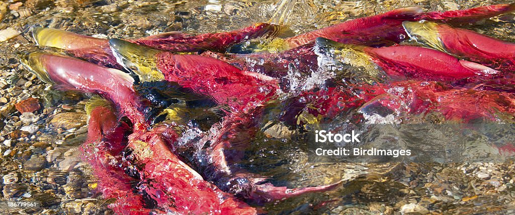 Salmão vermelho nadar montante - Royalty-free Animal selvagem Foto de stock