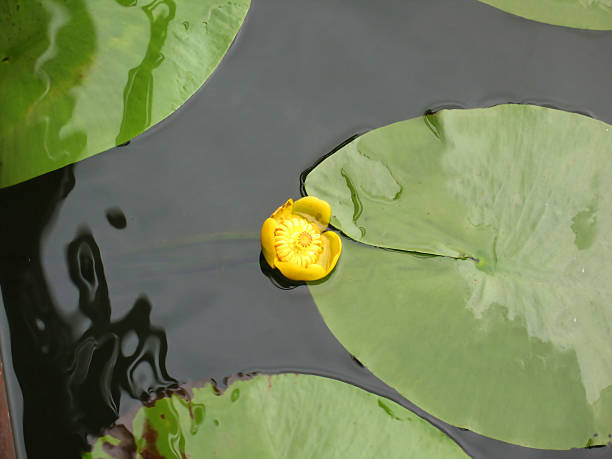 istock yellow blossoming of water lily 186779724