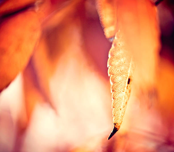 istock Defocused Background of Blurred Fall Leaves 186779789