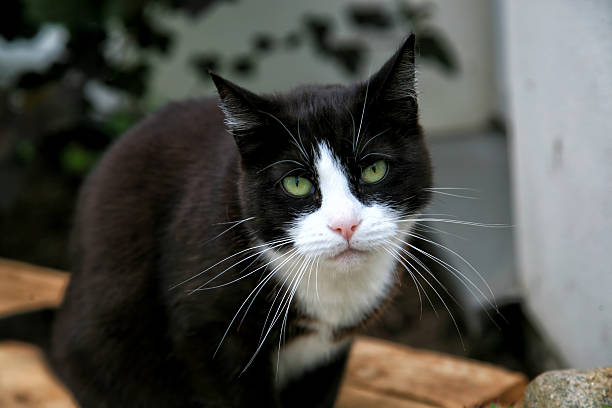 Cat looking in camera A cat sitting on a table and looking into the camera. pics for cat staring at wall stock pictures, royalty-free photos & images