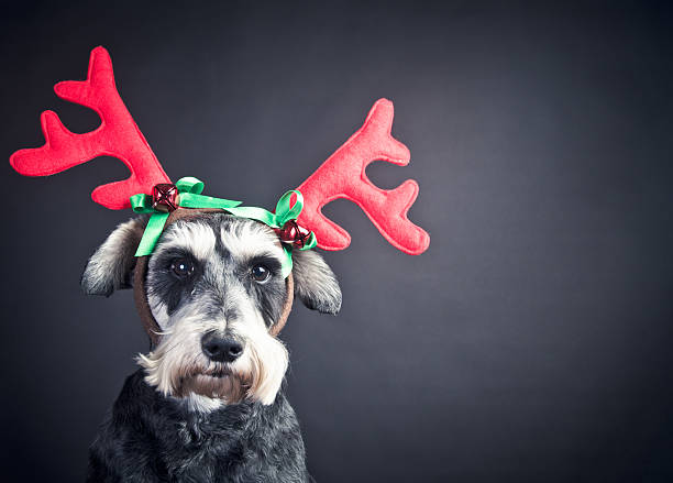 istock Portrait of Dog Schnauzer 186779850